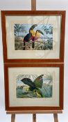 Artwork Prints Set of 2 Featuring Exotic Birds
