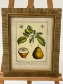 Artwork -Fruit Print