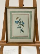 Campanula Artwork Print