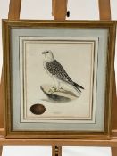 Artwork - Falcon Print