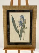 Iris Artwork Print
