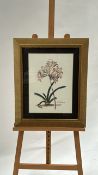 Artwork Print Belladonna