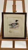 Red-Breaster Merganser Artwork Print