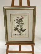 Artwork - Pelargonium Print