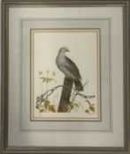 Bird Artwork Print
