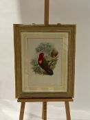 Bird Artwork
