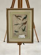 Birds Artwork Prints