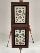 Shell Artwork Print Set of 2
