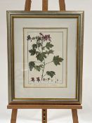 Pelargonium Artwork Print