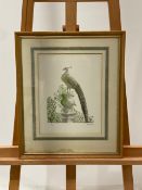 Peacock Artwork Print