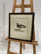 Artwork - Mallard Print