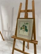 Artwork - Fruit Print