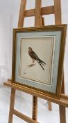 Artwork - Harrier Hawk Print
