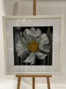 Daisy Artwork
