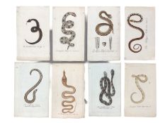 Engravings of serpents and reptiles