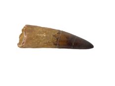 Spinosaurus tooth