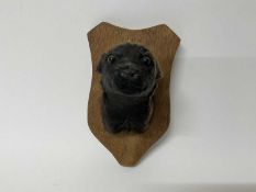 Taxidermy Labrador puppy's head