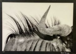 SHERI BANKES artist's proof black and white print - 'I'm a Gnu', 30 x 43cms