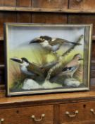 ATTRIB. TO HUTCHINGS OF ABERYSTWYTH: ANTIQUE EBONISED & GLAZED TAXIDERMY CASE OF BLACK-BILLED