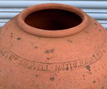 TERRACOTTA RHUBARB FORCER, 43cm h