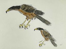 ‡ SIR KYFFIN WILLIAMS RA watercolour and pencil - study of Harris Hawks, signed with