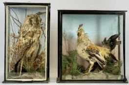 TAXIDERMY - a Tawny owl modelled in naturalistic setting in a glazed display cabinet, 43cms H, 25cms