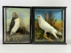 TAXIDERMY - Puffin modelled in naturalistic setting in a glazed display case, 33.5cms H, 25cms W,