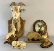 TAXIDERMY - hedgehog on oval base, 30cms L, a hummingbird in oval frame with convex glazing, 29 x