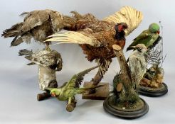 TAXIDERMY - a cock pheasant modelled with outstretched wings and perched on a branch, 42cms H, green