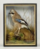 TAXIDERMY - a Jay in naturalistic setting in display case, 35.5cms H, 28cms W, 12cms D