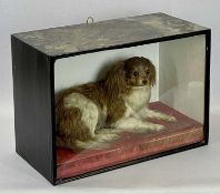 TAXIDERMY - Recumbent King Charles Spaniel on a fringed red velvet cushion, in display case, 39cms