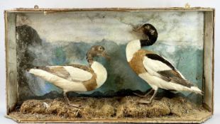 TAXIDERMY - a pair of shell ducks in naturalistic setting, cased but unglazed, 53cms H, 101cms L,