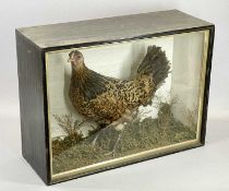 TAXIDERMY - a hen in naturalistic setting in glazed display case, 44 x 60 x 22cms