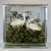 TAXIDERMY - SNOWY EGRETS (2), displayed in a naturalistic setting in glazed cabinet, 72cms H,