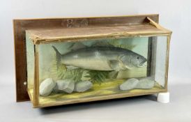 TAXIDERMY - a large Bass in naturalistic setting, 44 x 82 x 44cms