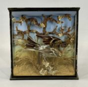 TAXIDERMY - bunting in naturalistic setting in display case, 22.5cms H, 21cms W, 10cms D