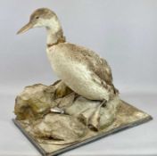 TAXIDERMY - a yellow billed loon in naturalistic setting, 60cms H