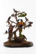 A VICTORIAN GLASS DOME DISPLAY OF SOUTH AMERICAN BIRDS, fifteen specimens, including parrot,