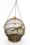 AN ANTIQUE SPHERICAL BIRD CAGE TAXIDERMY OF GREEN PARROT perched with head tilted, cage with swing