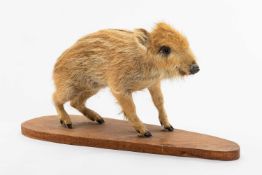 TWENTIETH CENTURY FULL-STANDING MOUNTED BOAR PIGLET primitive stained oak base, 28cms h x base 61cms