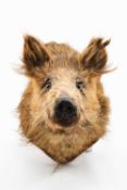 TWENTIETH CENTURY MOUNTED BOAR'S HEAD on stained oak shield, closed mouth, 28cms h x 39cms deep