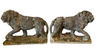 RE-CONSTITUTED STONE ORNAMENTAL GARDEN LIONS - a pair, left and right facing, standing on all fours,