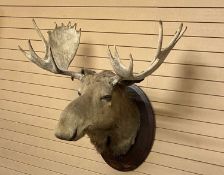 TAXIDERMY - AN IMPRESSIVE MOOSE HEAD TROPHY, shoulder mount, on an oval mahogany shield, stamped