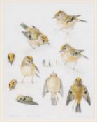 ‡ MILDRED ELDRIDGE RWS watercolour & pencil - entitled verso, 'Study of Goldcrests' on Abbott &