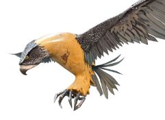 ‡ LUKE KITE (20th Century) natural wood and metal sculpture - 'Attacking' Red Kite in flight,