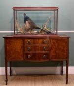 THE NATURAL HISTORY CLUB HOUSE: TAXIDERMY COCK PHEASANT, 5-glass case, mounted with plants,