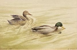 PHILIP SNOW watercolour - titled 'Mallard', signed, 18 x 26cms