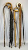 VINTAGE WALKING STICKS & A BROLLY, various natural woods, mostly with shaped handles, one bearing
