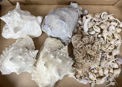 FOUR LARGE EXOTIC SEASHELLS, together with a larger collection of smaller seashells, largest 22 x