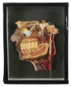 Anatomisches Modell für Dentisten &